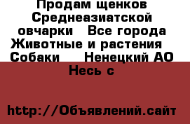 Продам щенков Среднеазиатской овчарки - Все города Животные и растения » Собаки   . Ненецкий АО,Несь с.